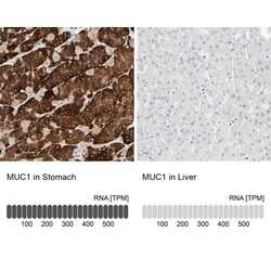 MUC1 Antibody, Novus Biologicals 25 &mu;L | Buy Online | Novus Biologicals | Fisher Scientific